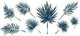 Fototapeta  - Palm tree leaves. Textured ink brush drawing