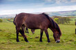 Exmoor Ponys