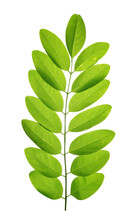 Fresh Green Spring Leaf Of Acacia Or Black Locust  Isolated On Transparent Background, PNG.