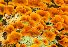 Orange Bracket Fungus On Dead Tree In Somers, Connecticut.