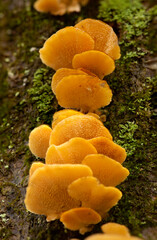 Canvas Print - Orange bracket fungus on dead tree in Somers, Connecticut.