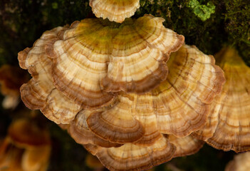 Canvas Print - Striped bracket fungus in Shenipsit State Forest in Somers, Connecticut.