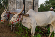 India, Karnataka, Haveri - 28th December 2022 :Farmer Plowing Field With Oxen And Wood Plow