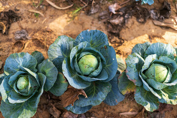 Wall Mural - cabbage in the farm field countryside Karnataka India