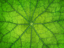 The Texture Of A Part Of A Green Leaf. Symmetrical Pattern. Macro Background. Natural Background. View From Above. Copy Space