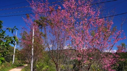 Wall Mural - Cherry blossom along suburban street in Da Lat, Vietnam leading into the village in the countryside plateau welcome spring