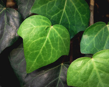 Green Leaves Background. Green Ivy Leaves With White Veins Growing On A Bush Climbing On A Wall. 
