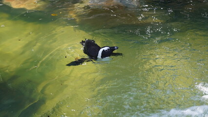 Poster - ケープペンギン（Cape Penguin, 学名：Spheniscus demersus）
ケープペンギン（別名：ジャッカスペンギン） は、アフリカ南部沿岸に生息する中型のペンギン です。「ジャッカスペンギン（Jackass Penguin）」という英名は、ロバ（jackass）のような鳴き声 に由来しています。