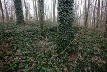 Winter Forest With Trees Covered With Ivy