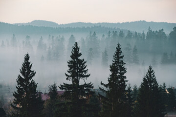 Poster - Spruce trees silhouettes in the mist.