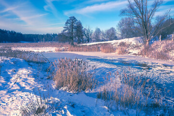 Wall Mural - Winter landscape. Banks of a frozen river with reeds and trees