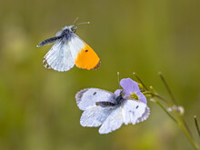 Orange Tip Butterflies Mating