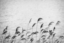 White Photo Of Some Grasses Moved By A Strong Wind.