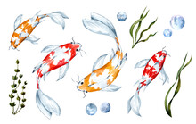 Watercolor Illustration With Rainbow Carps. Set Of Hand Drawn Illustrations Isolated On White Background