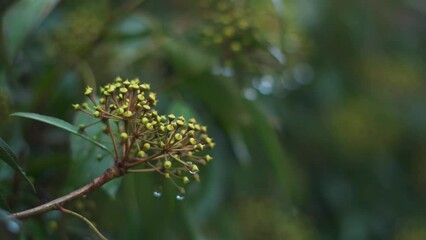 Wall Mural - Closeup shot of water drops on the buds of a plant after Rainfall in Manali, Himachal Pradesh, India	