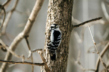Rear View Of A Downy Woodpecker On A Tree