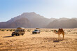 © Cavan Images - Two trucks, off road, and a camel in the Wadi Rum desert, Jordan