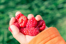 A Child's Palm Full Of Fresh, Juicy Raspberries
