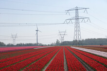 Tulips And Wind Turbines In Delf, Netherlands.