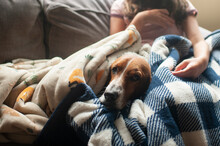 Cute Basset Hound Dog Laying In A Bunch Of Blankets Next To Girl