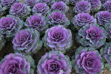 Wall Mural - Colorful blooming ornamental cabbage flower (cauliflower) with dew drops in the garden