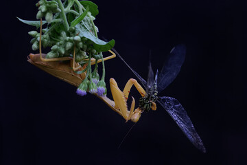 A yellow praying mantis is looking for prey in a wildflower on a black background. This insect has the scientific name Hierodula sp. 