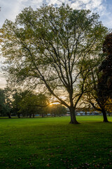 Wall Mural - Netherlands, Hague, Haagse Bos, sunset behind a tree