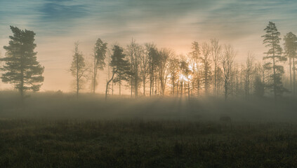 Wall Mural - sunrise with fog through forest with sun rays. nature background