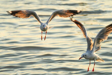 Seagulls Gliding For Food In Samut Prakan Province, Thailand.