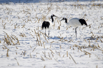 Red-crowned cranes Grus japonensis on a snowy meadow. Kushiro. Hokkaido. Japan.