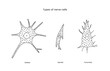 Types of nerve cells set of line icons in vector, illustration neurology includes stellate and spindle, pyramidal.