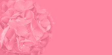 Isolate Hydrangea Pink Close Up Macro Photography Banner Format With Space For Text