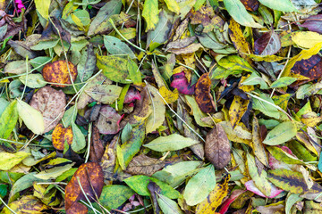 Wall Mural - autumn leaves colour background during the november fall on the forest floor, stock photo image
