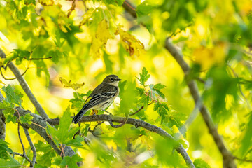 Wall Mural - bird on a branch