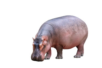 hippopotamus isolated on transparent background png file