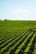 Agriculture. Long rows of young sugar beet sprouts in a fertile soil on an agricultural field. Rural landscape.