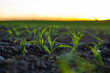 Maize seedling close up in a sunset. Fertile soil. Farm and field of grain crops. Agriculture. Rural sunset scene with a field of young corn.