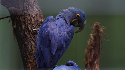 Poster - Hyacinth Macaw|Anodorhynchus hyacinthinus|紫藍金剛鸚鵡|紫藍麥鷍