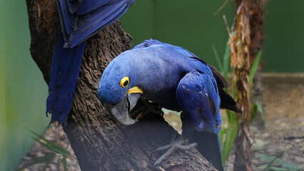 ハイシンスマカウ（Hyacinth Macaw）は、世界最大のパロットであり、美しい青紫色の羽毛が特徴的な鳥です。南アメリカのブラジルやボリビアの森林地帯に生息しています。彼らは非常に賢く、社交的な鳥であり、親密な群れを形成します。果物や種子を主な食物とし、木の洞に営巣します。ハイシンスマカウは、野生での生息地の破壊や違法な捕獲により絶滅の危機にさらされています。彼らは、飼育下での保護プログラムに