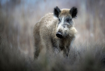 wild boar close up ( sus scrofa )