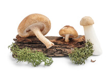 Composition With Fresh Mushrooms, Tree Bark And Moss On White Background