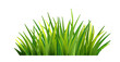 Green grass leaves realistic isolated background. Spring or summer background. PNG,