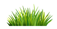 Green Grass Leaves Realistic Isolated Background. Spring Or Summer Background. PNG,