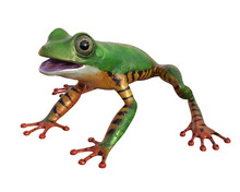 Tiger Leg Monkey Tree Frog, Phyllomadusa Tomoptera.  Tropical Treefrog From Amazon Rain Forest And An Endangered Animal.