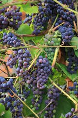 Canvas Print - ripening bunches of grapes