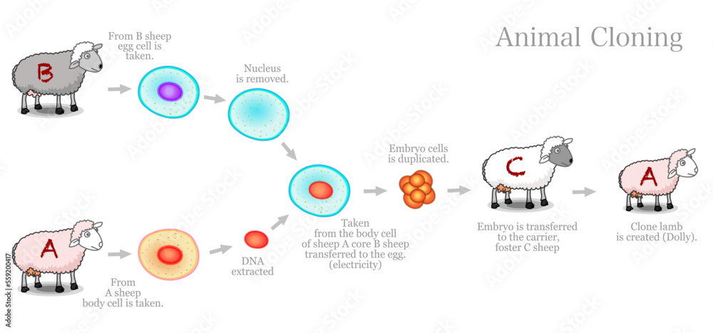 Animal cloning diagram. Genetically identical copy. Somatic cell ...
