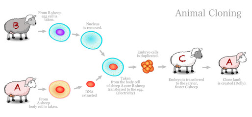 Animal cloning diagram. Genetically identical copy. Somatic cell nuclear transfer. Clone dolly sheep steps. Electricity, embryo,  carrier foster mother. Biotechnology example. Vector