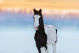 Fototapeta Kawa jest smaczna - Dutch warmblood horse in winter