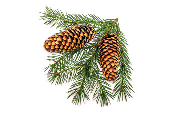 Wall Mural - Beautiful branch of a coniferous pine tree with fruits and cones on a white background