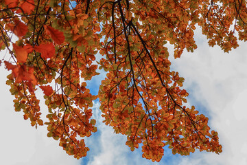 Wall Mural - Autumn oak leaves against the sky.Krone oak tree in autumn in nature.